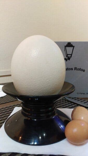 Cómo cocinar un huevo de avestruz, paso a paso | Comer