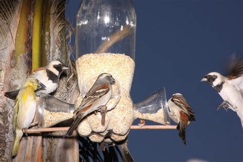 Cómo construir un comedero para pájaros silvestres   Mascotadictos