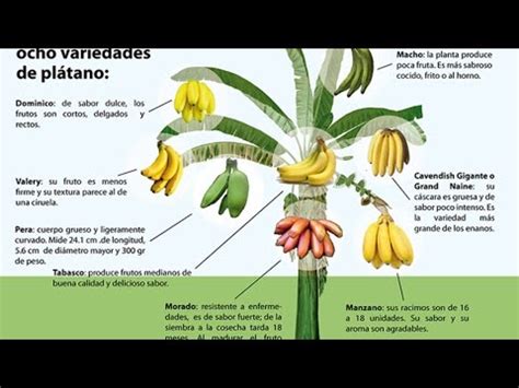 Cómo cosechar planta de plátano o banano en casa!   YouTube