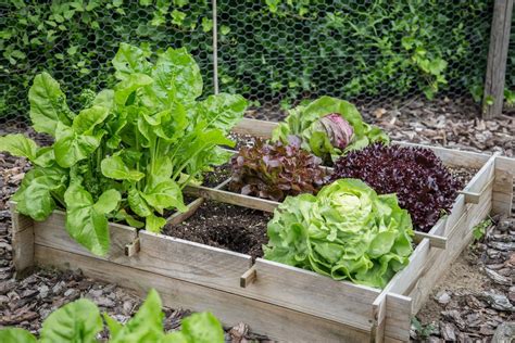 Cómo crear un huerto de vegetales en casa | Inforegion