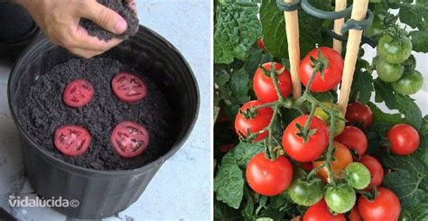 Cómo crecer tomates de manera ilimitada con sólo 4 rebanadas en 2020 ...