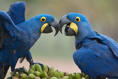 Cómo Criar Aves Exóticas   Paso a Paso | CurioSfera Animales.com
