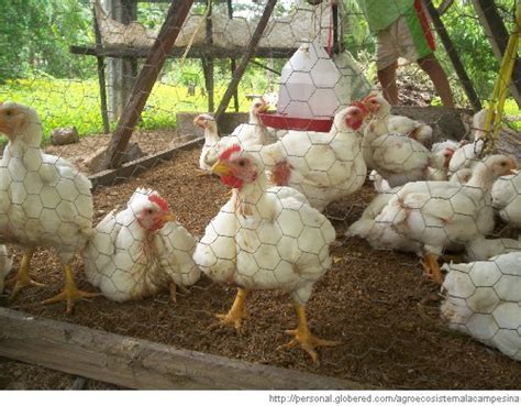 Cómo criar pollos: Crianza de pollos casera