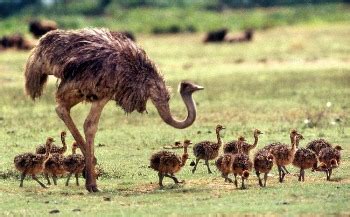 Cómo criar un pichón avestruz. Cría de Avestruces