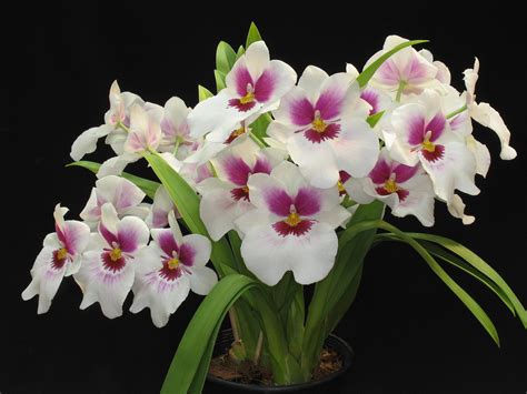 Como cuidar de Orquídeas: Modelos, dicas