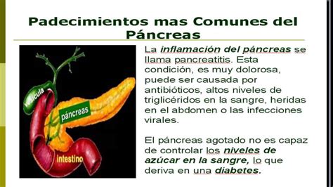 Como Cuidar el Pancreas | Educacion para Diabéticos   YouTube