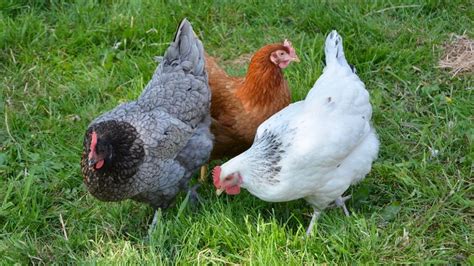 Cómo cuidar gallinas ponedoras de manera correcta paso a paso