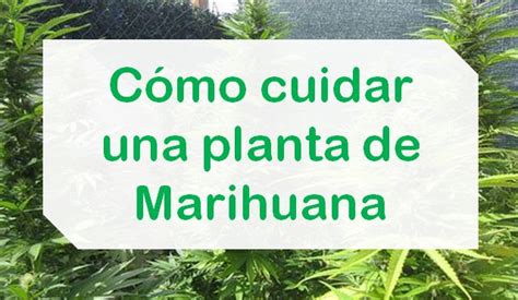 Cómo cuidar planta de Marihuana【Consejos + Trucos + Secretos】