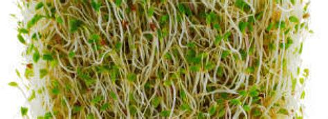 Cómo cultivar alfalfa l EcoHortum