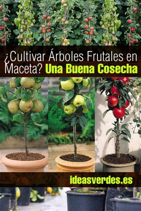 ¿Cómo Cultivar Árboles Frutales En Maceta Para Tener Una Buena Cosecha ...