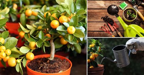 Cómo cultivar árboles frutales en macetas en el hogar | Frutales en ...