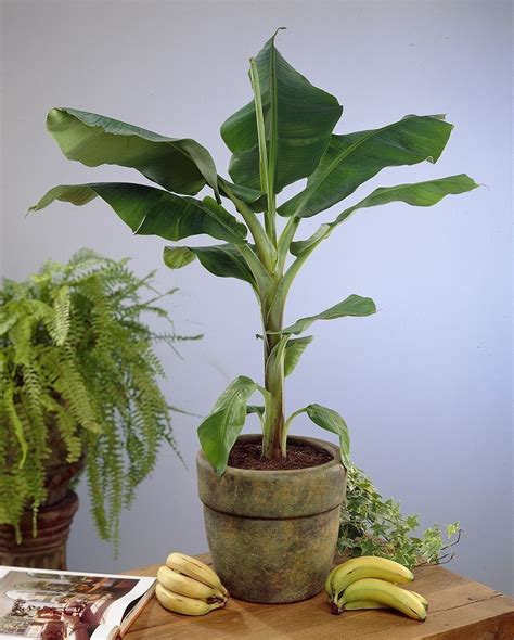 Cómo cultivar bananas en tu hogar | Bioguia