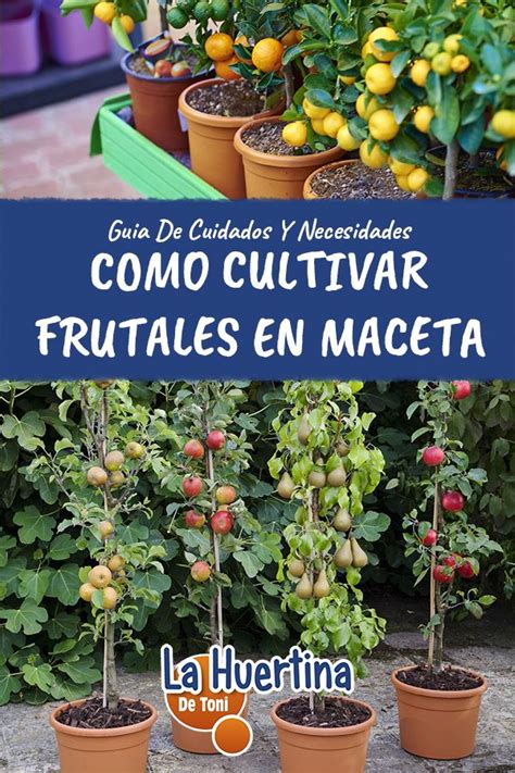 Cómo cultivar Frutales en Maceta en la Huerta Urbana en 2020 | Frutales ...