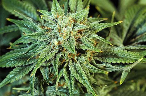 ¿Cómo cultivar la marihuana Blue Dream?
