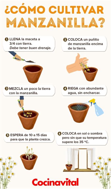 Cómo cultivar manzanilla en maceta, ¡orgánica!   #Cómo #cultivar #en # ...