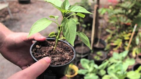 Cómo cultivar pimientos en macetas | Bioguia