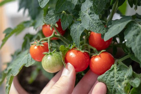 ¿Cómo cultivar tomate cherry en maceta? » Huerto en casa