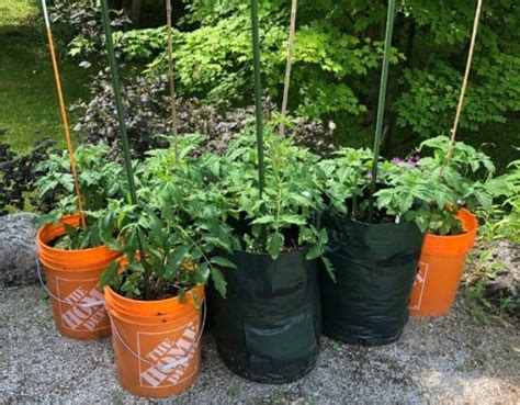 Cómo cultivar Tomate en maceta y sus cuidados   Eco Jardín Mágico