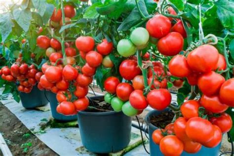 Cómo cultivar Tomate en maceta y sus cuidados   Eco Jardín Mágico
