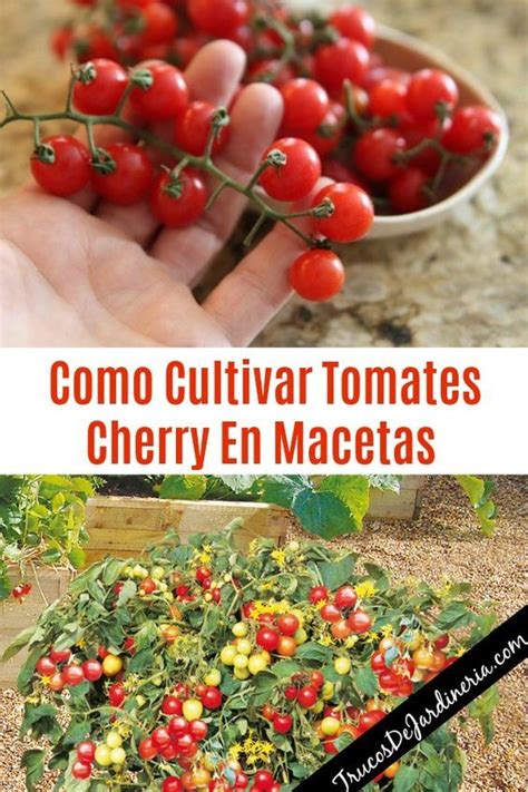 Como Cultivar Tomates Cherry En Macetas | Cultivar tomates cherry ...