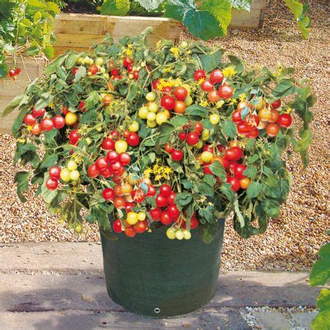 Como Cultivar Tomates Cherry En Macetas | Growing tomato plants ...