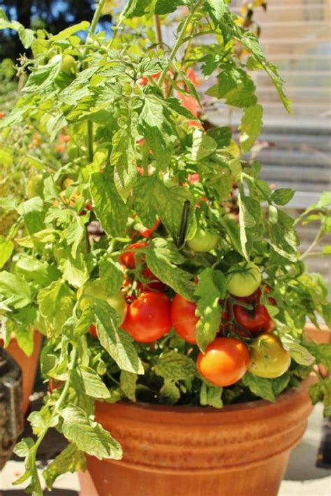 Como cultivar tomates cherry en tu casa