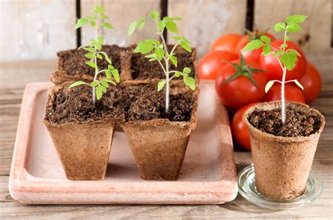 cómo cultivar tomates en casa | Salud180