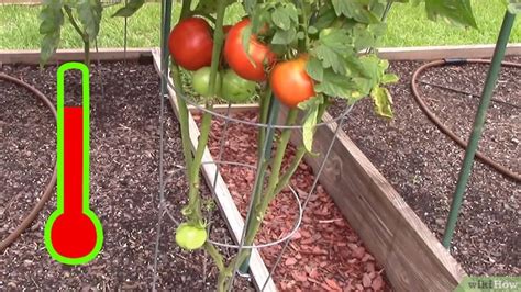 Cómo cultivar tomates en invernadero: 16 pasos