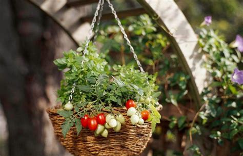 Cómo cultivar tomates en macetas colgantes, en su patio o balcón ...