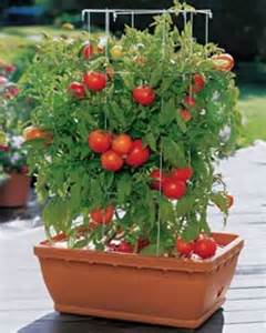 Cómo cultivar tomates   Tendenzias.com