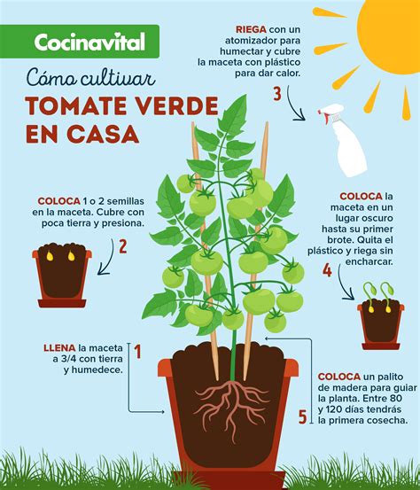 Cómo cultivar tomates verdes en macetas en 2021 | Cultivo de árboles ...