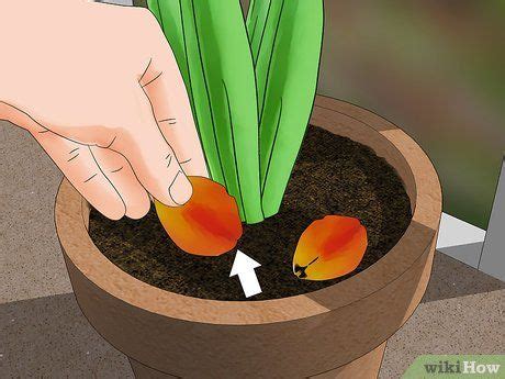 Cómo cultivar tulipanes en macetas | Growing tulips, Planting tulips ...