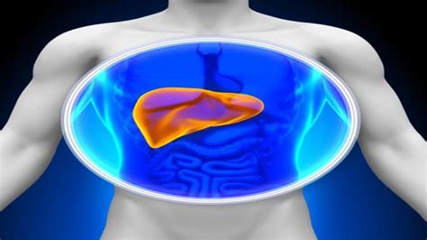 Cómo curar el hígado graso con remedios caseros   Cv Interesante