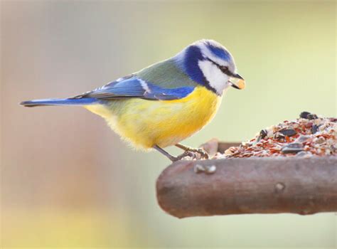 Como Darle De Comer A Un Pajarito Bebe   Kumpulan Berbagai Skripsi