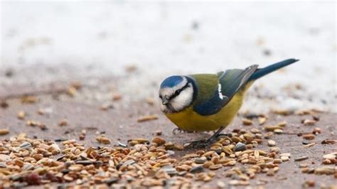 ¿Cómo debe ser la correcta alimentación de un pájaro? | Ideal