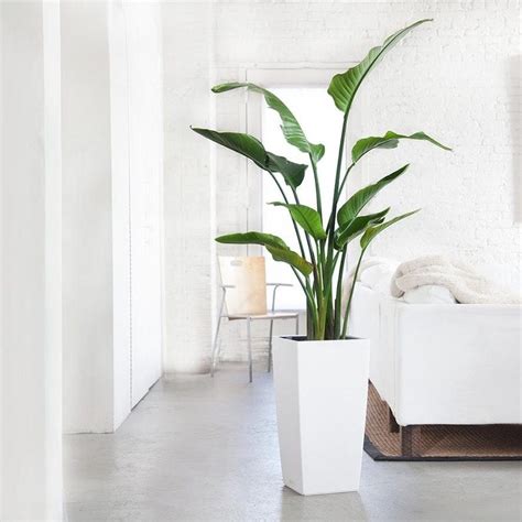 Cómo decorar con plantas de interior grandes | Decoora