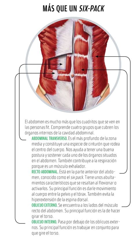 ¿Cómo definir el abdomen? | Revista es, Ejercicio y Salud