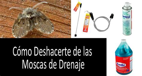 Cómo deshacerte de la moscas de drenaje  alcantarilla : las 5 mejores ...