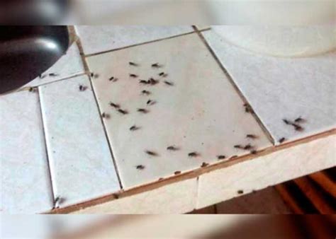 ¿Cómo deshacerte de las moscas de la cocina de forma sencilla? | TN8.tv