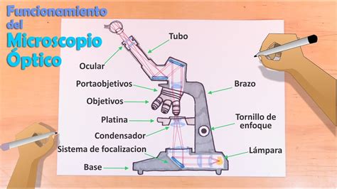 Cómo dibujar el Microscopio Óptico, sus partes, y ...