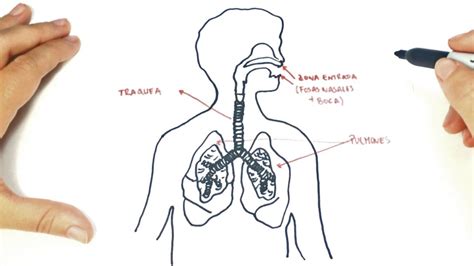 Cómo dibujar el Sistema Respiratorio paso a paso | Dibujo fácil del ...