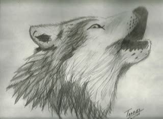 Como dibujar lobo anime: dibujo lobo anime