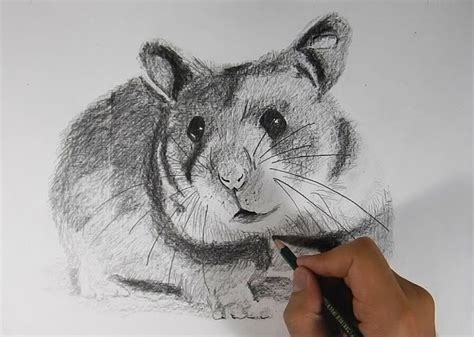 Cómo dibujar un hámster realista a lápiz   How to Draw a ...