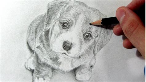 Cómo Dibujar un Perro Realista   How to Draw a Dog   YouTube