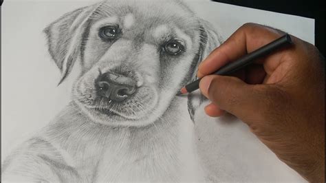 Como Dibujar un Perro Realista Labrador Retriever Cachorro ...