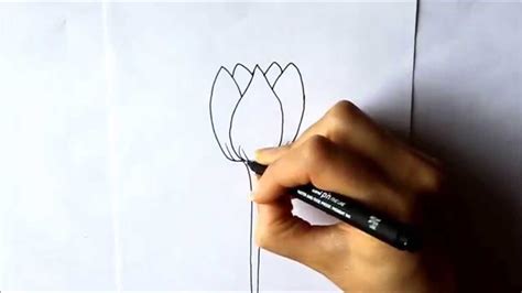 Cómo dibujar un Tulipán Cómo dibujar flores Dibuja Conmigo ...