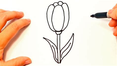 Cómo dibujar un Tulipán paso a paso | Dibujo fácil de ...