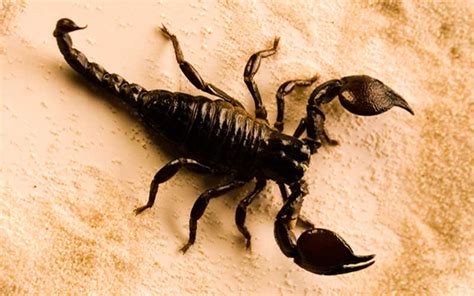¿Cómo el escorpión mata a su presa?   Cocupo