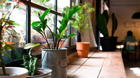 ¿Cómo elegir plantas para el interior de tu casa? – The Home Depot Blog