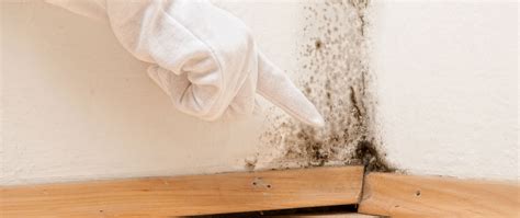 ¿Cómo eliminar el moho en de las paredes de casa?   Fora ...